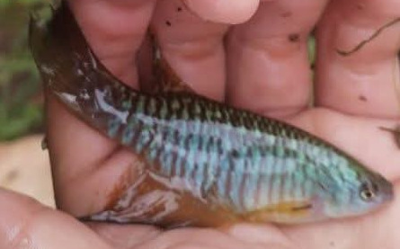 Gnatholebias zonatus