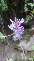Astragalus himalayanus
