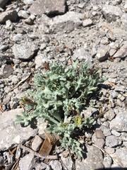 Chaenactis nevadensis