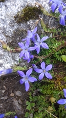 Cyananthus microphyllus