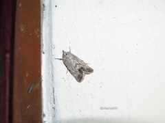 Oncocnemidinae