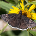 Funereal Duskywing - Photo (c) Greg Lasley, some rights reserved (CC BY-NC), uploaded by Greg Lasley