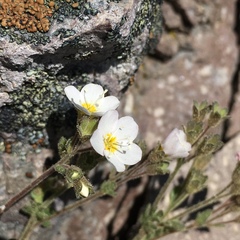 Polemonium pulcherrimum shastense