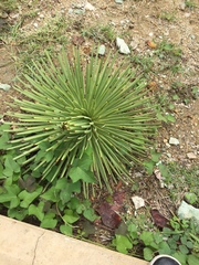 Agave stricta