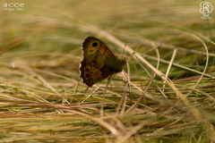 Paramacera xicaque xicaque