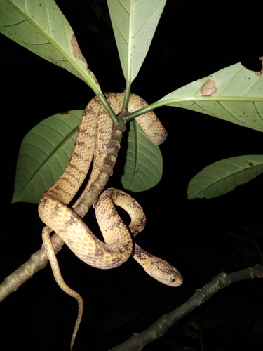Photo of a Atayal Slug-eating Snake (Pareas atayal)