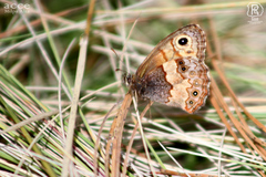 Paramacera xicaque xicaque