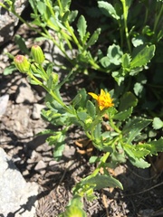 Senecio fremontii