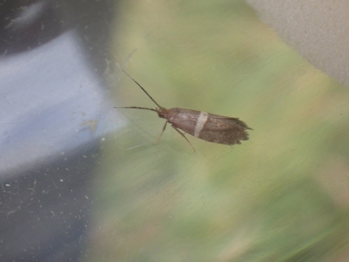 Bitter-cress Smudge