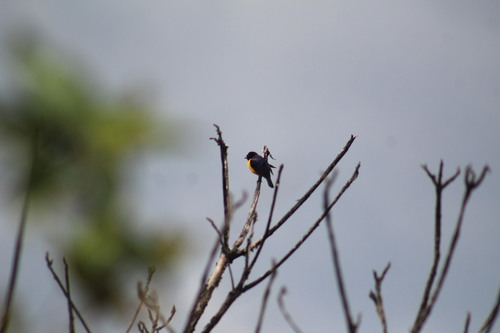 Velvet-fronted Euphonia (Euphonia concinna), photo 2