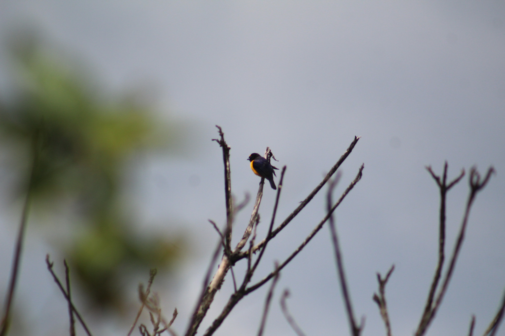 Velvet-fronted Euphonia (Euphonia concinna), photo 2