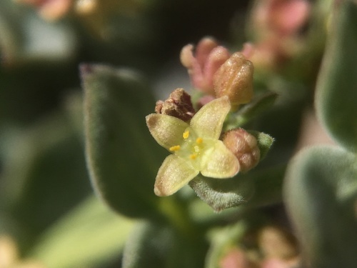 Image of Galium grayanum by (c) Matt Berger, some rights reserved (CC BY)
