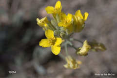 Physaria kingii