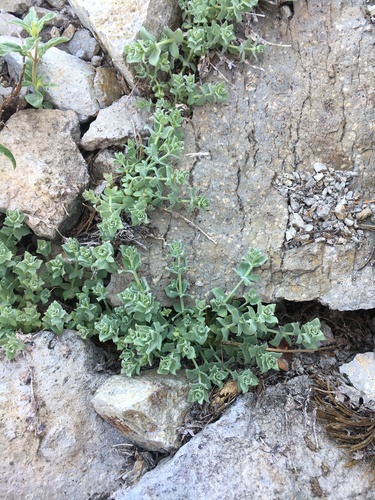 Image of Galium grayanum by (c) Matt Berger, some rights reserved (CC BY)