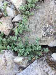 Galium grayanum