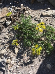 Cymopterus terebinthinus