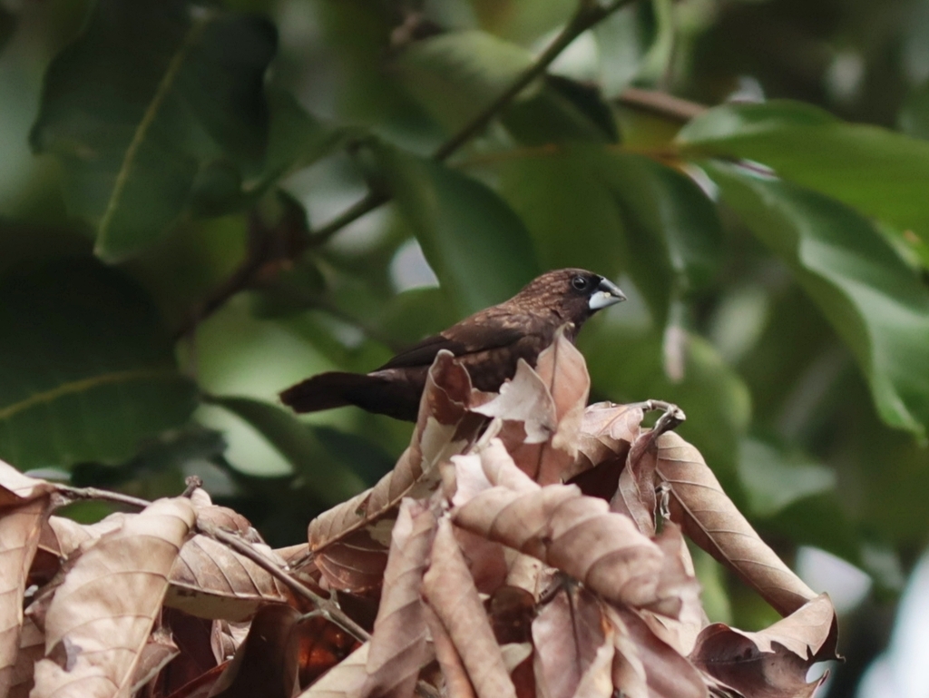 Bondol kalimantan (Lonchura fuscans)