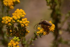Crossidius testaceus
