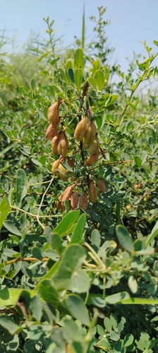 Caragana halodendron, photograph 2
