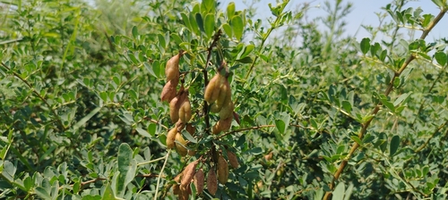 Caragana halodendron, photograph 3