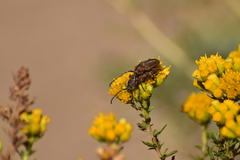Crossidius testaceus