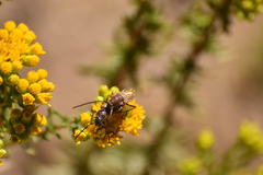Crossidius testaceus