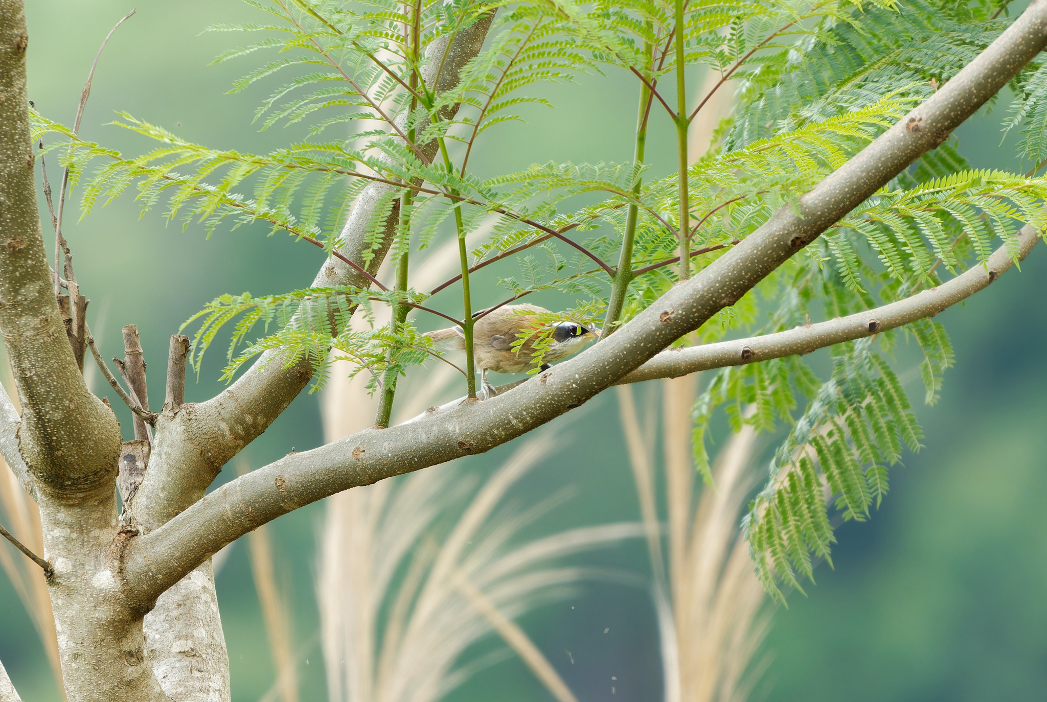 Streak-breasted Scimitar Babbler