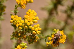 Crossidius testaceus