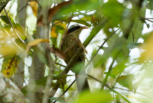 Streak-breasted Scimitar Babbler (Pomatorhinus ruficollis), photo 5