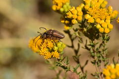 Crossidius testaceus