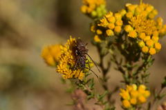 Crossidius testaceus