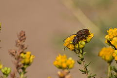 Crossidius testaceus