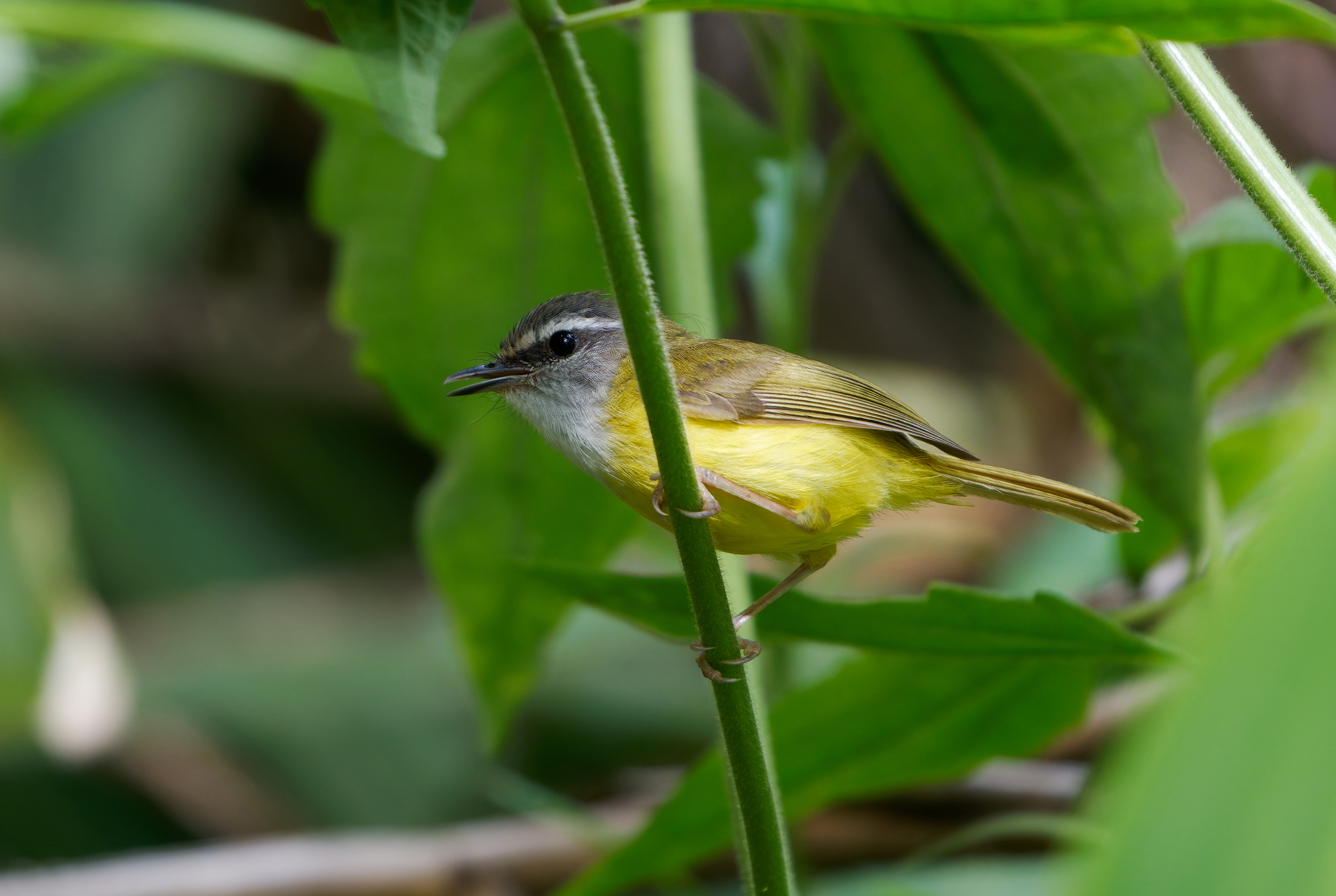 Yellow-bellied Warbler