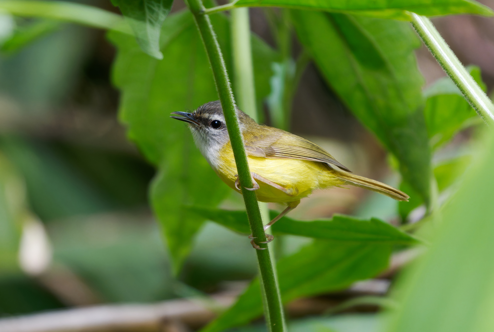 Yellow-bellied Warbler