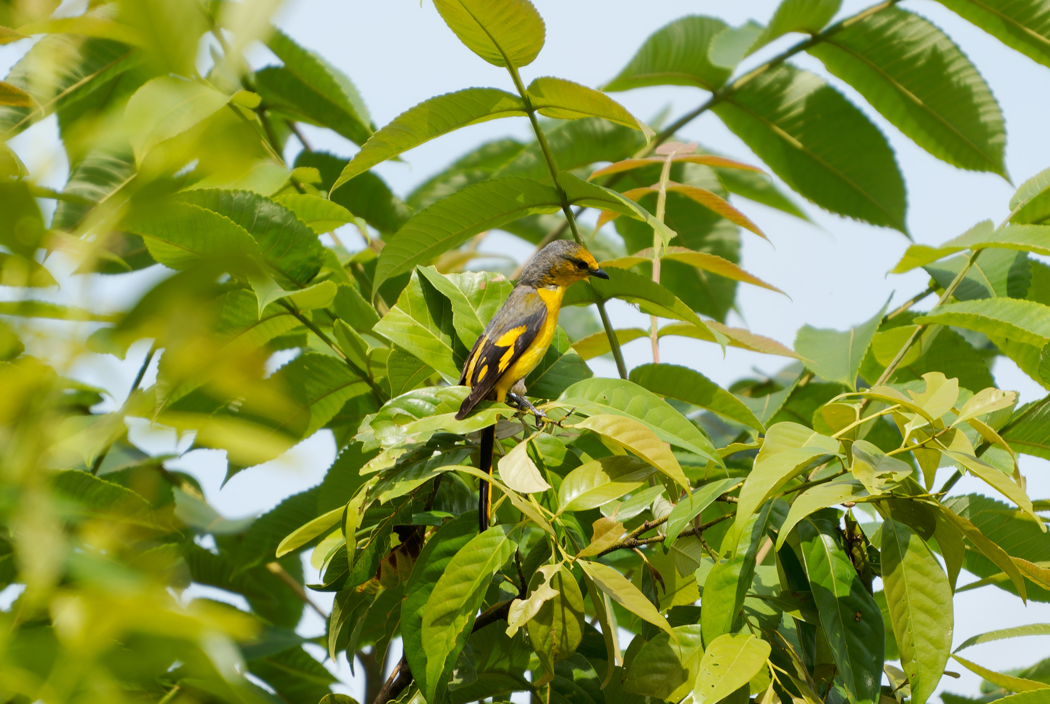 Scarlet Minivet