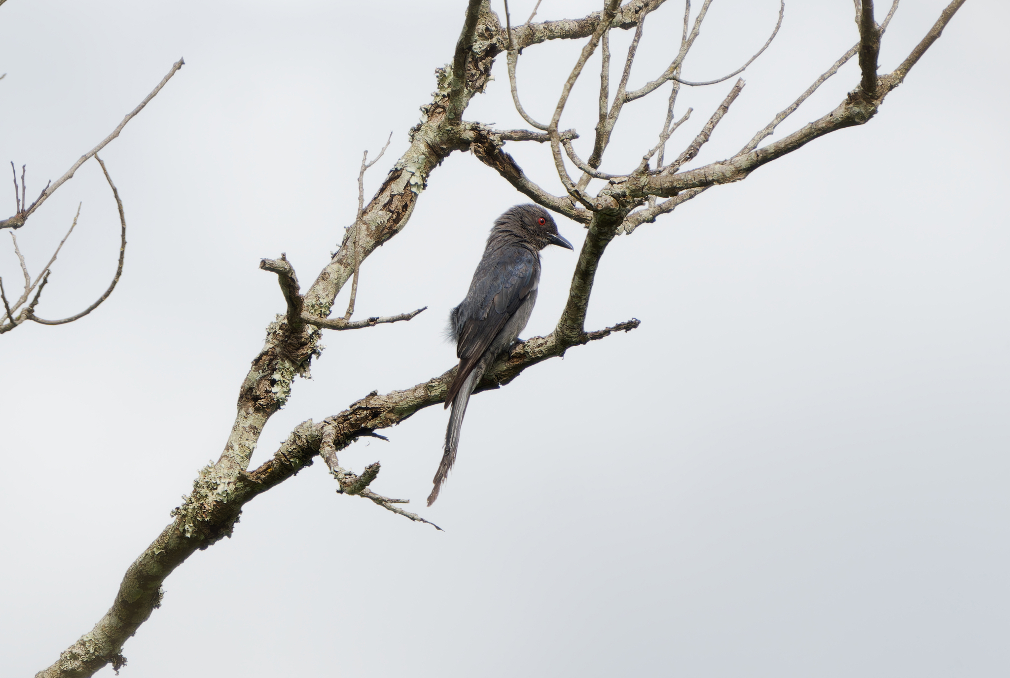 Ashy Drongo