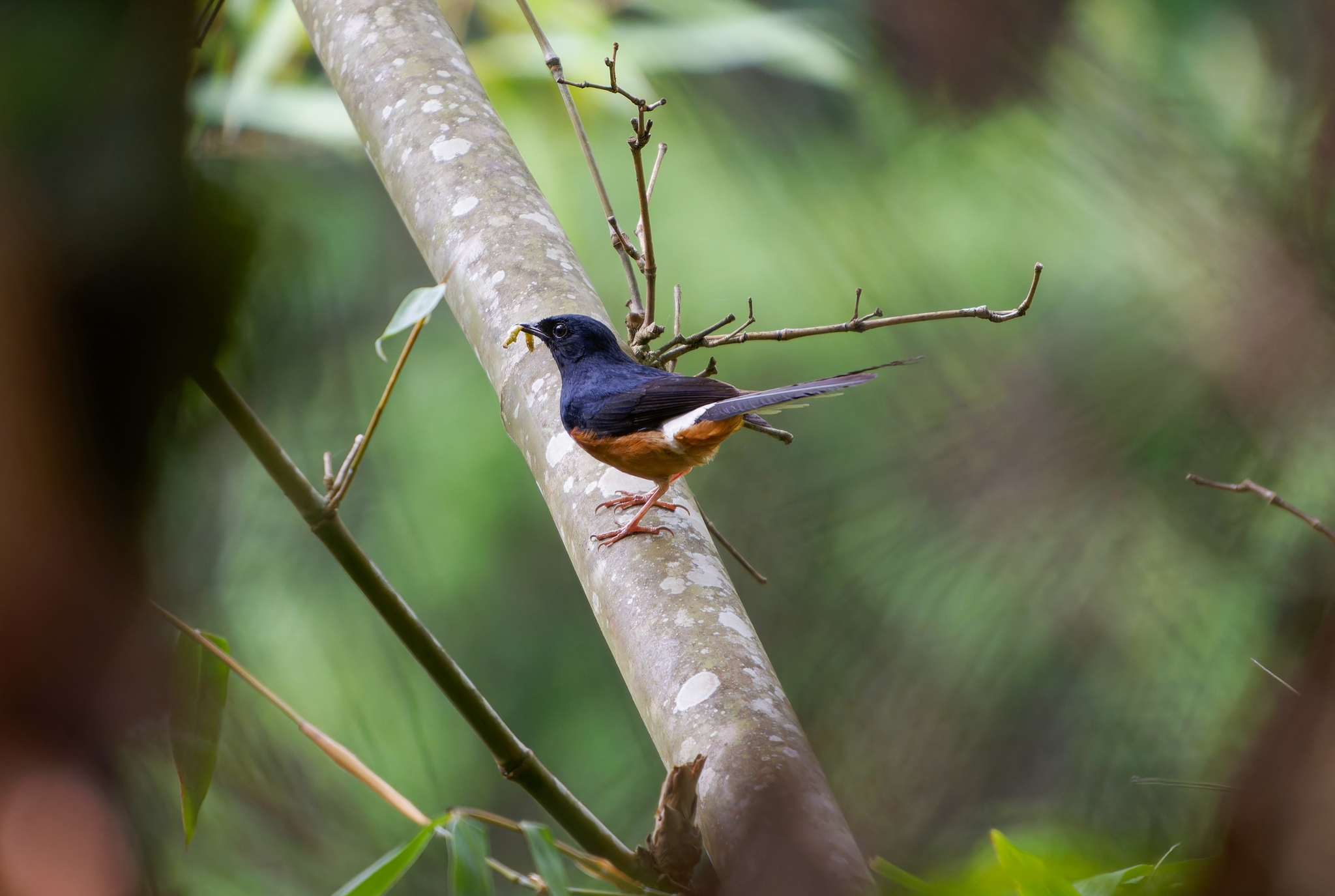 White-rumped Shama