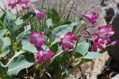 Cycladenia humilis humilis
