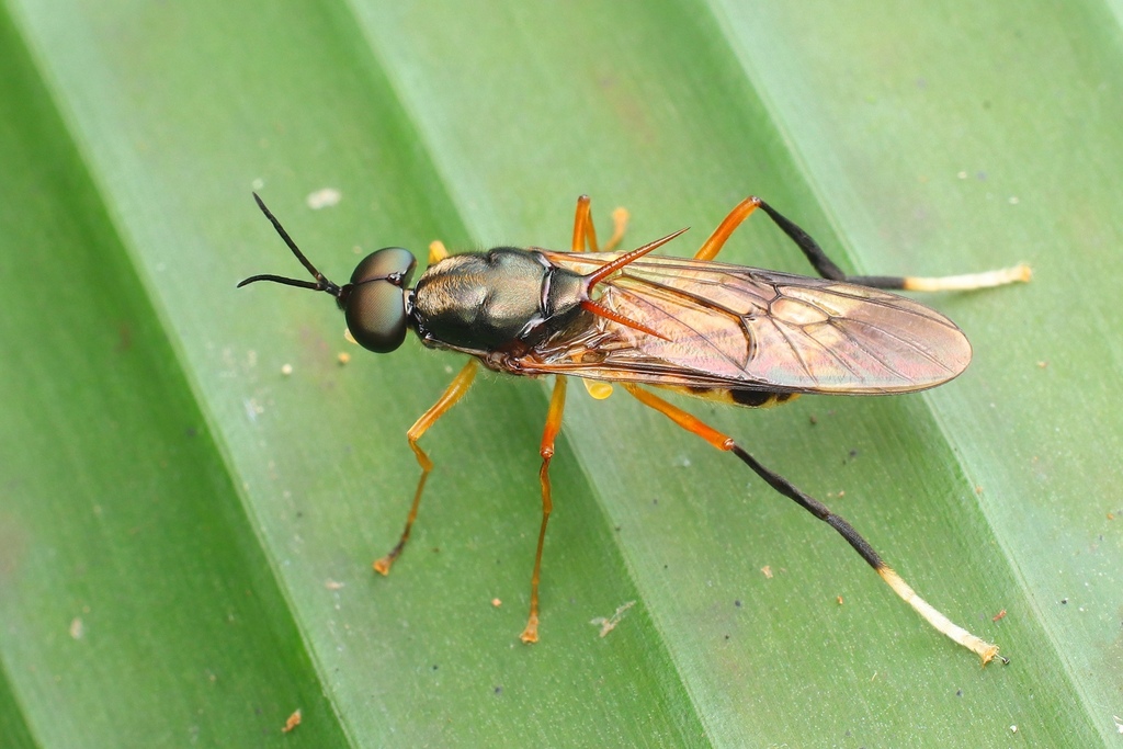 Campeprosopa longispina