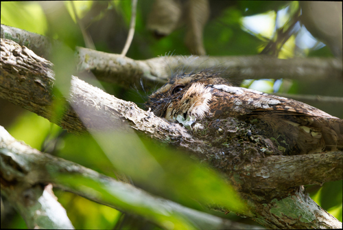 Hodgson's Frogmouth (Batrachostomus hodgsoni), photo 4