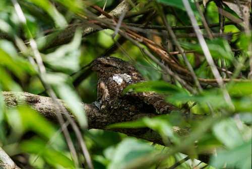 Hodgson's Frogmouth (Batrachostomus hodgsoni), photo 3