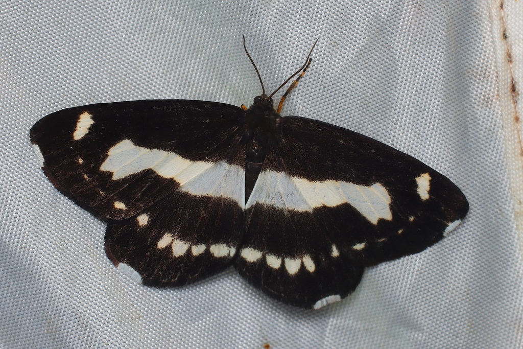 Psychostrophia endoi