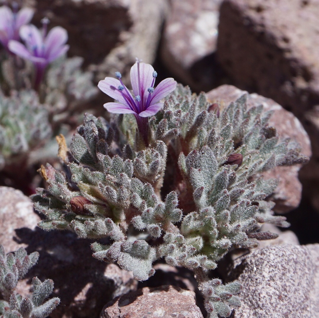 Collomia larsenii