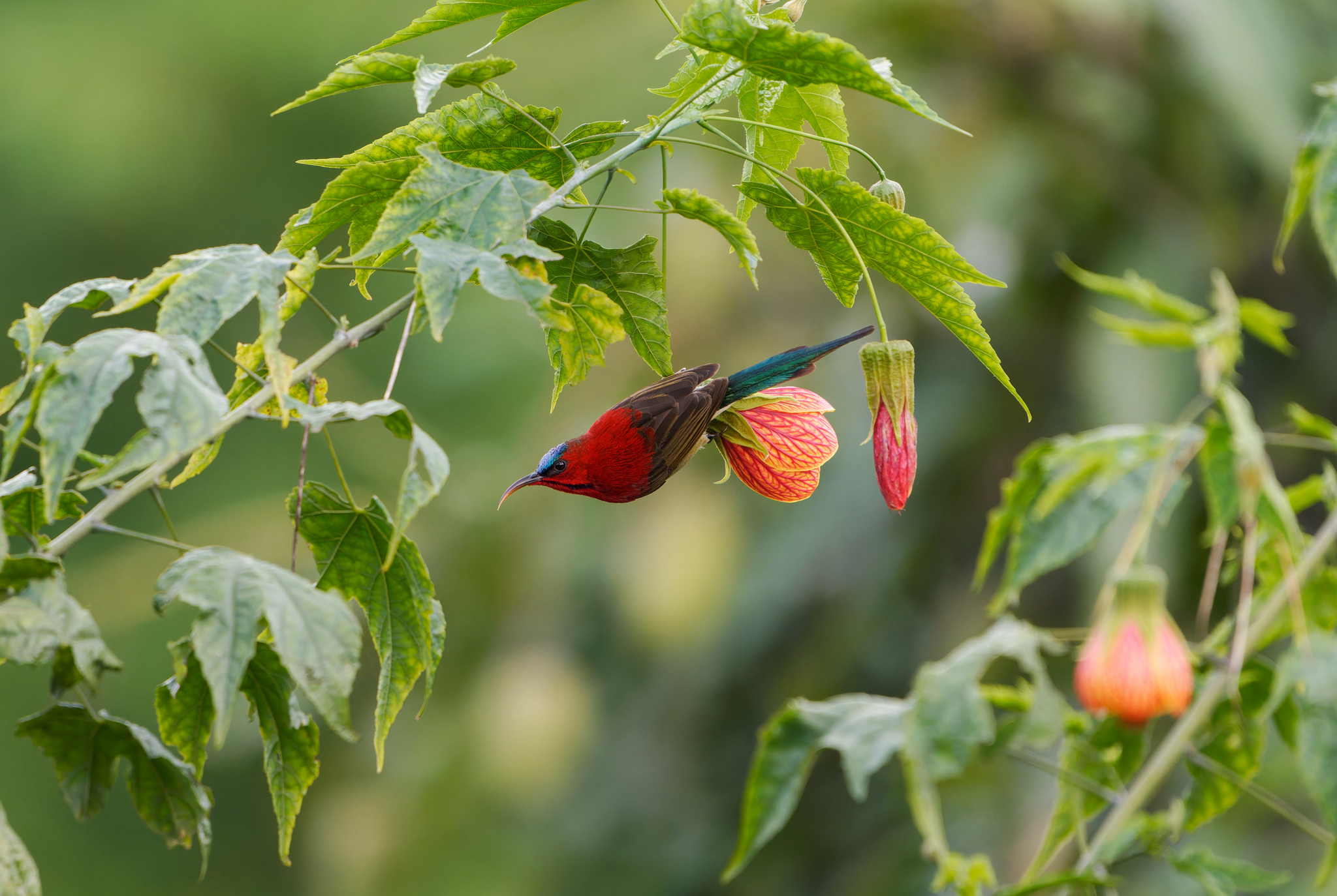 黄腰太阳鸟