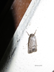 Oncocnemidinae
