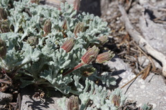 Chaenactis nevadensis