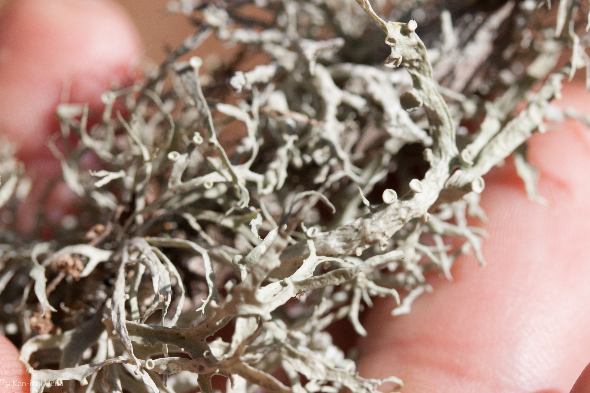 Ramalina leptocarpha image