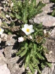 Polemonium pulcherrimum shastense