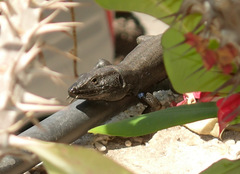 Gallotia caesaris gomerae
