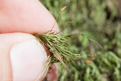 Pseudisothecium cristatum